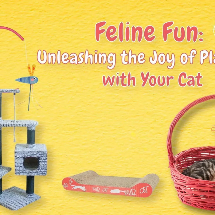 Feline Fun: Unleashing the Joy of Playtime with Your Cat - Ofypets