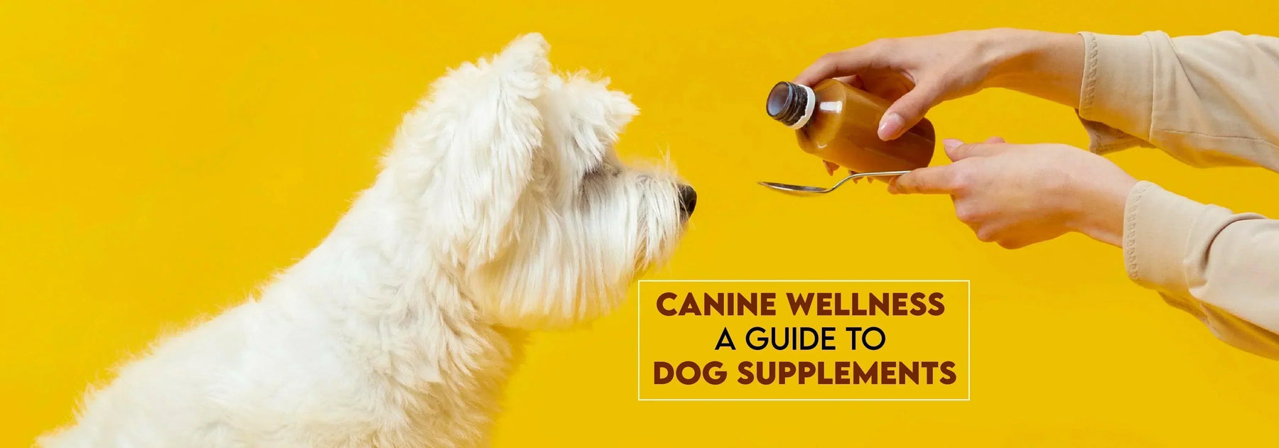 Optimizing Canine Wellness: A Guide to Dog Supplements - Ofypets