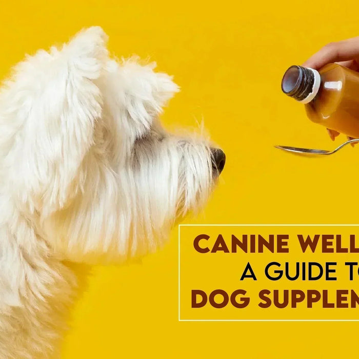 Optimizing Canine Wellness: A Guide to Dog Supplements - Ofypets