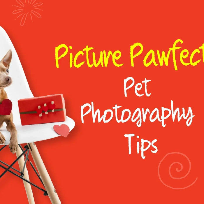 Picture Pawfect: Essential Pet Photography Tips - Ofypets
