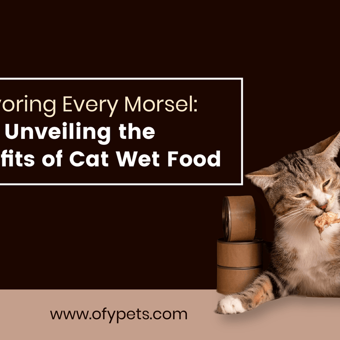 Savoring Every Morsel: Unveiling the Benefits of Cat Wet Food - Ofypets