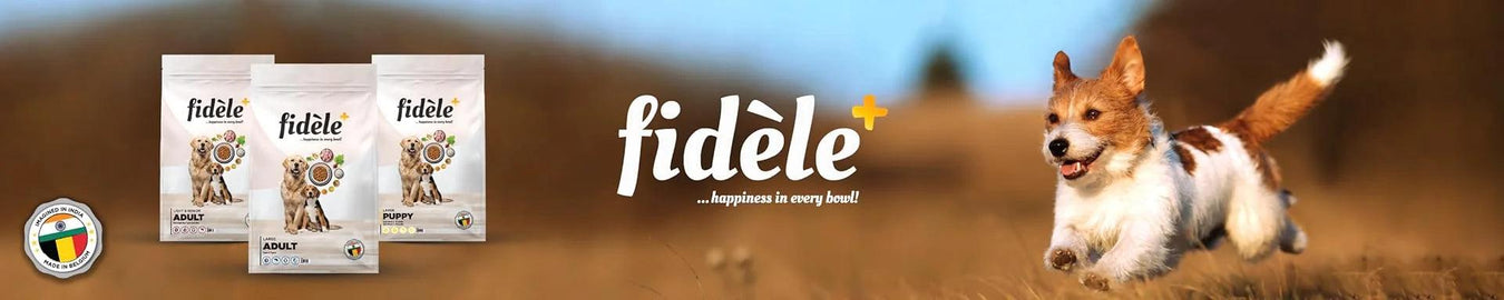 Fidele - Ofypets