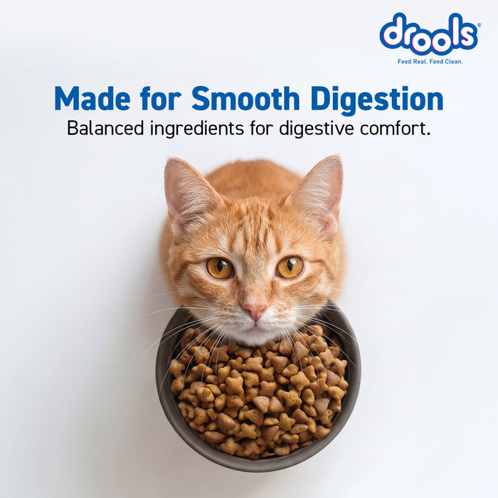 Drools Adult Dry Cat Food Ocean Fish for Cat