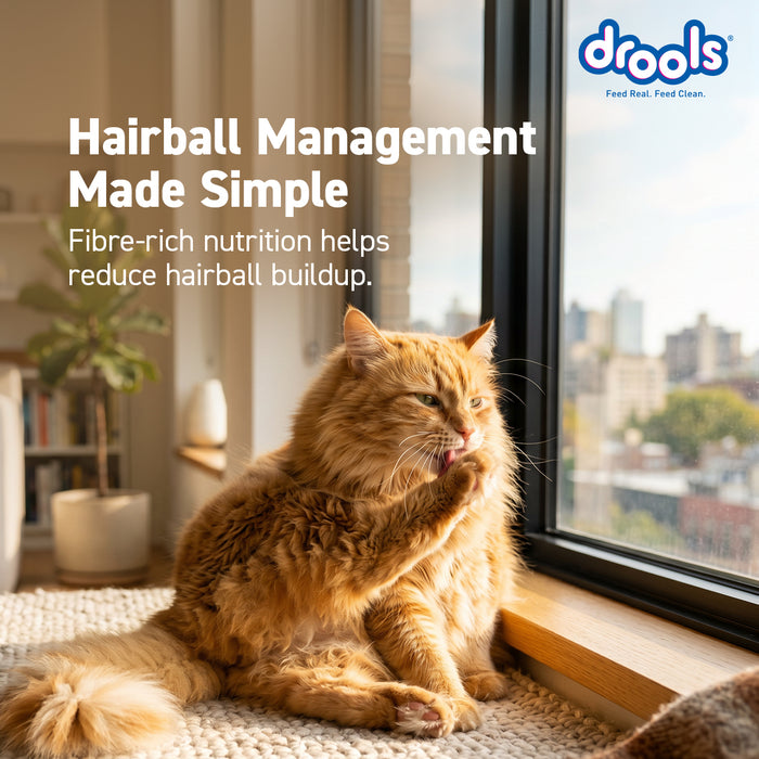 Drools Adult Dry Cat Food Ocean Fish for Cat