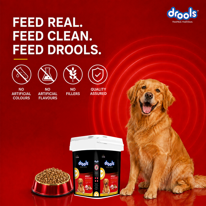 Drools Chicken and Egg Adult Dry Dog Food for Dog