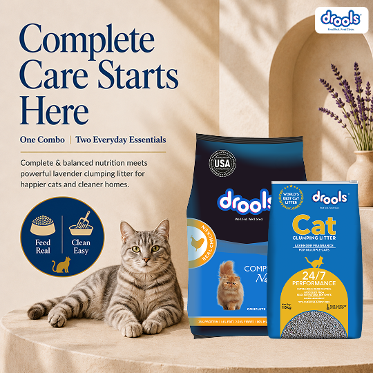 Drools Cat Real Chicken Food for Cat