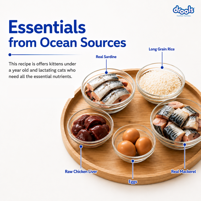 Drools Kitten Ocean Fish Food for Cat