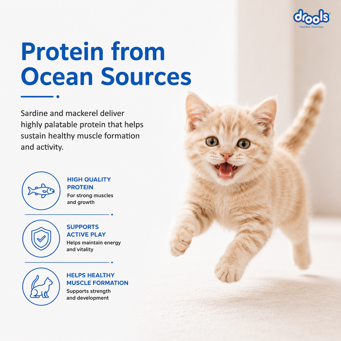 Drools Kitten Ocean Fish Food for Cat