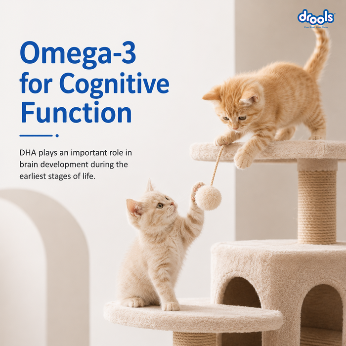 Drools Kitten Ocean Fish Food for Cat