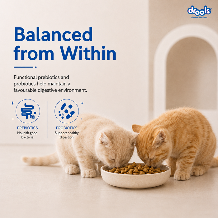 Drools Kitten Ocean Fish Food for Cat