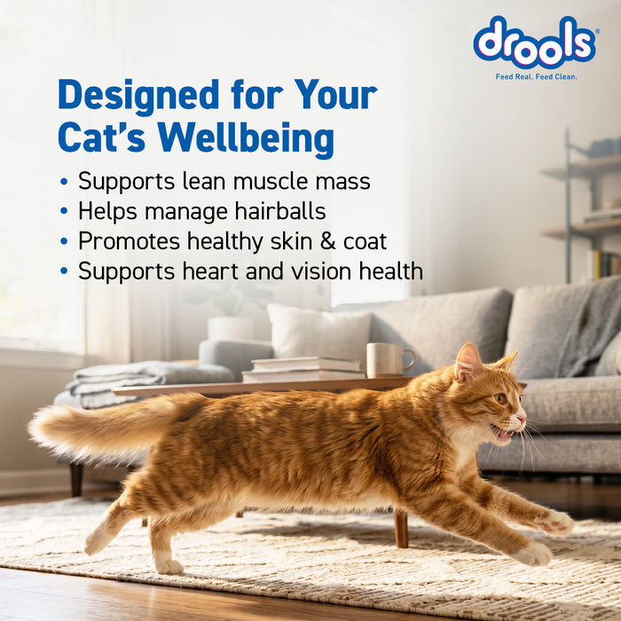 Drools Adult Dry Cat Food Ocean Fish for Cat
