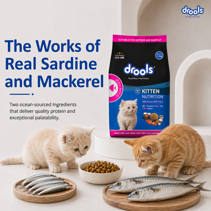 Drools Kitten Ocean Fish Food for Cat