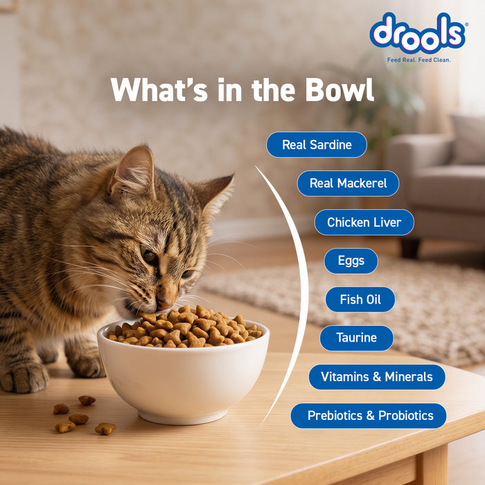 Drools Adult Dry Cat Food Ocean Fish for Cat