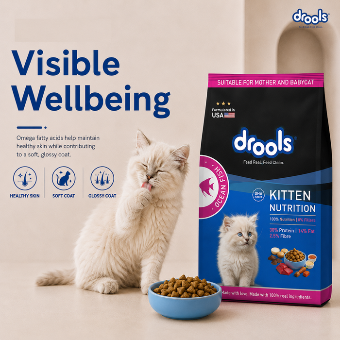 Drools Kitten Ocean Fish Food for Cat