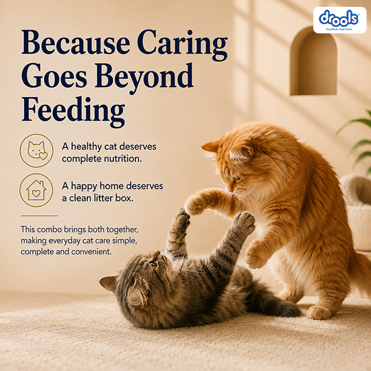 Drools Cat Real Chicken Food for Cat