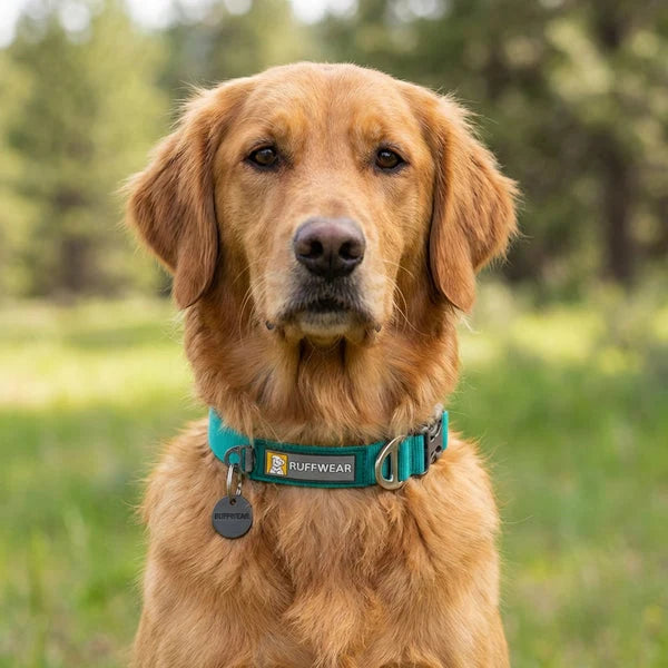 Ruffwear Front Range Dog Collar