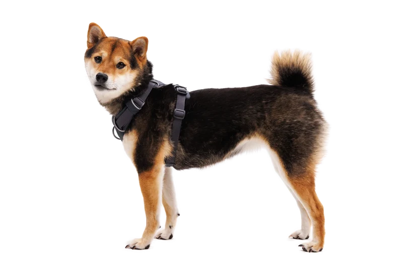 Front Range Harness for Dog