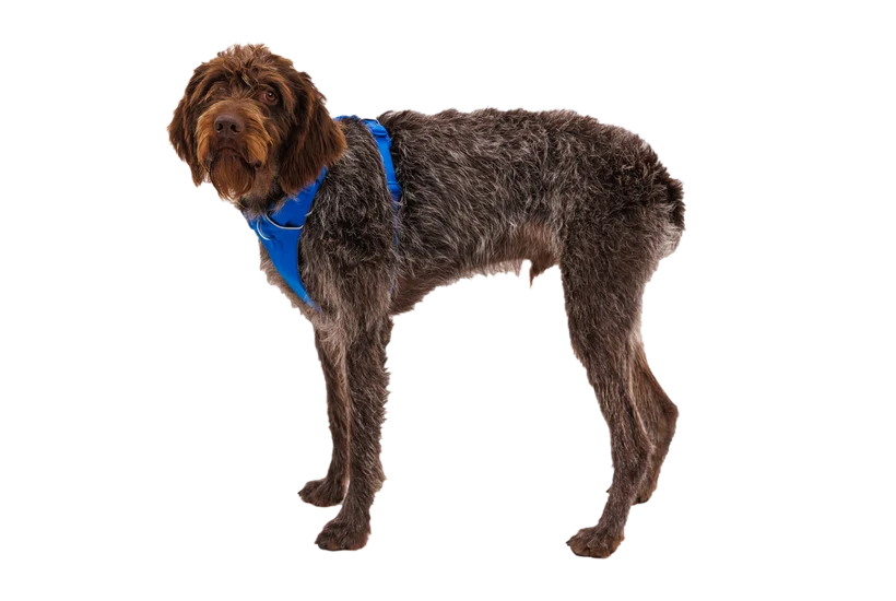 Front Range Harness for Dog