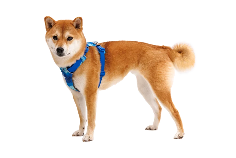 Front Range Harness for Dog