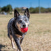 KONG Ball with Hole Dog Toy - Ofypets