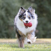 KONG Classic Dog Chew Toy - Ofypets