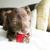 KONG Dental Stick Dog Chew Toy - Ofypets