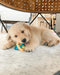 Nylabone Puppy Power Chew Teething Rings Toy - Ofypets