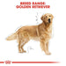 Royal Canin Golden Retriever Adult Dog Food - Ofypets