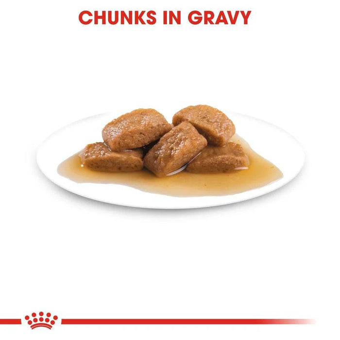 Royal Canin Maxi Adult Chunks in Gravy Wet Dog Food - Ofypets