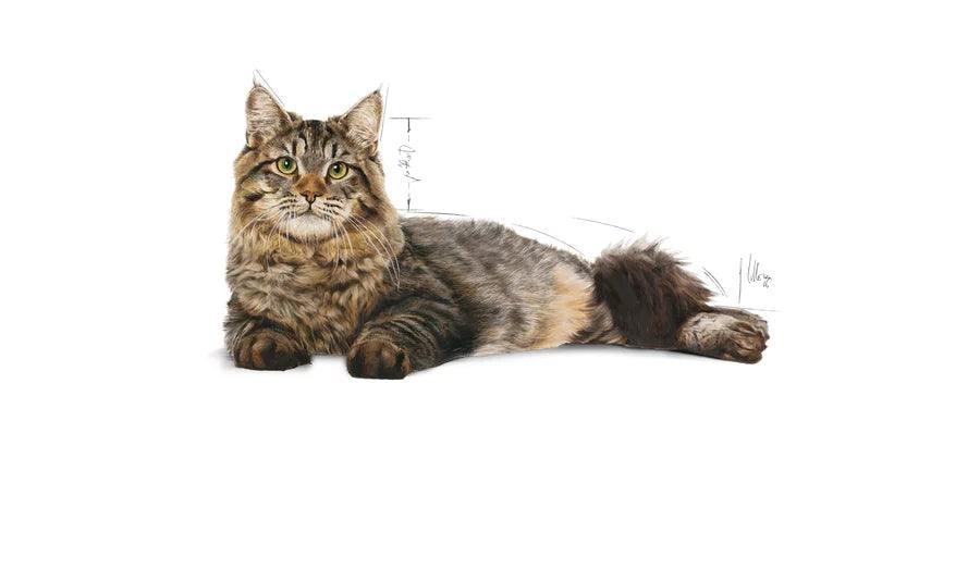 Royal Canin Urinary Care Cat Food - Ofypets