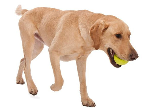 West Paw Zogoflex Jive Chew Ball for Dogs - Ofypets